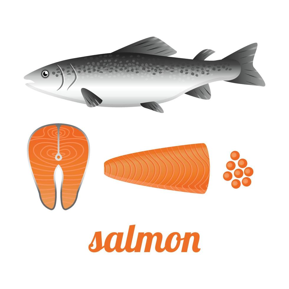 saumon poisson rouge entier, steaks crus et filet, illustration vectorielle vecteur