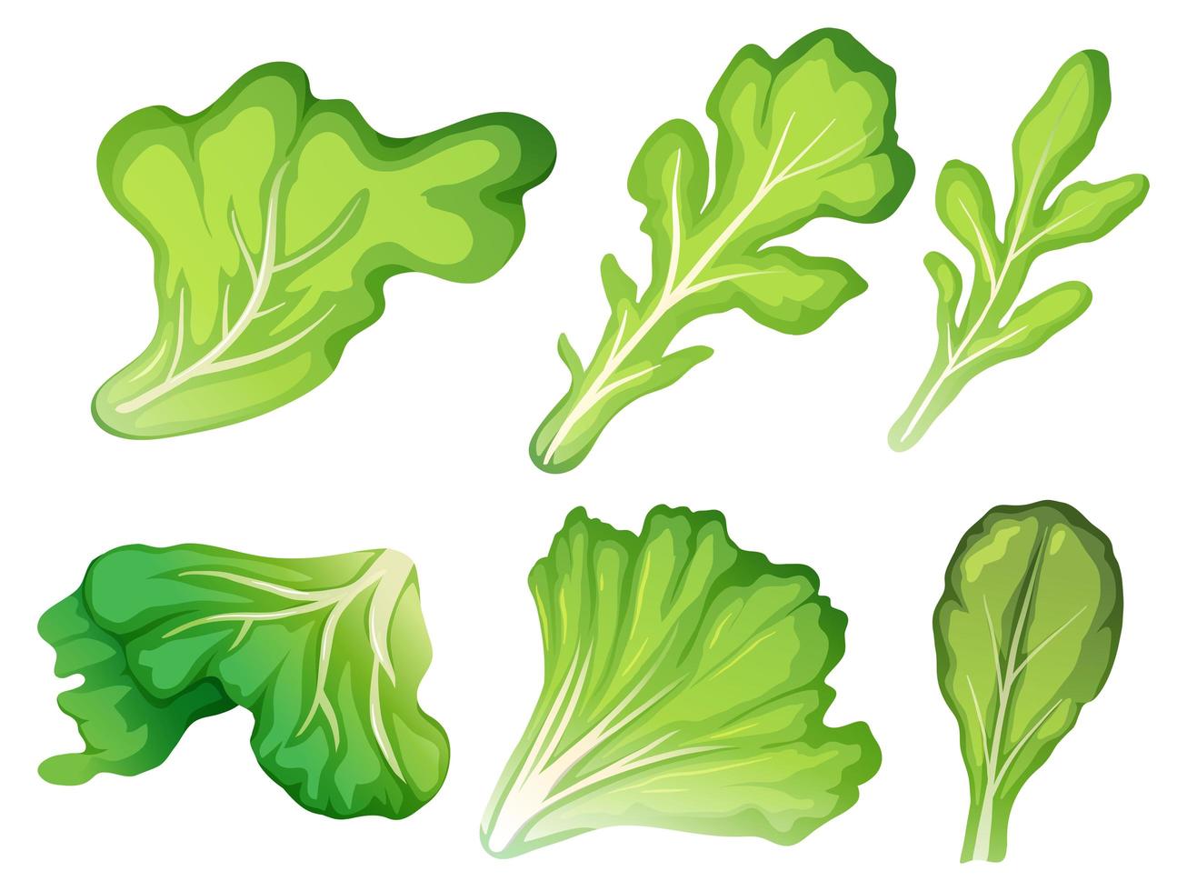 Un ensemble de feuilles de salade vecteur