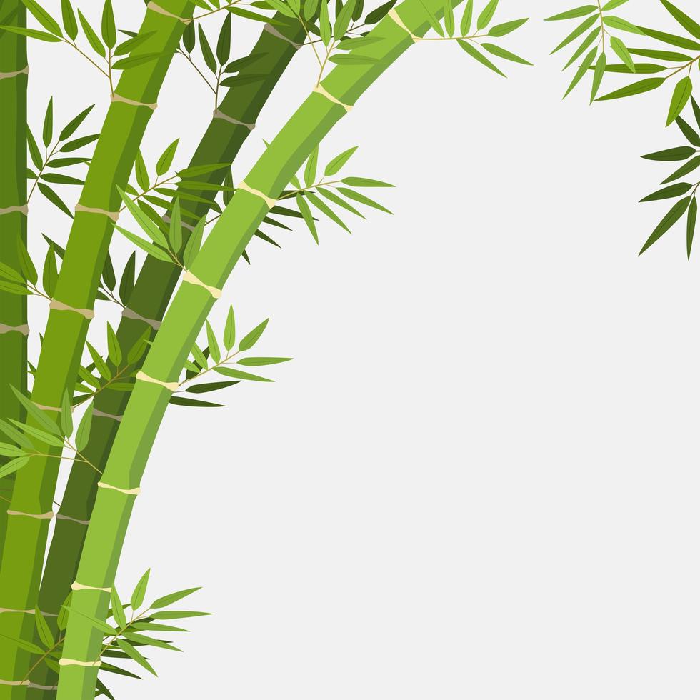 plante de bambou sur fond blanc vecteur