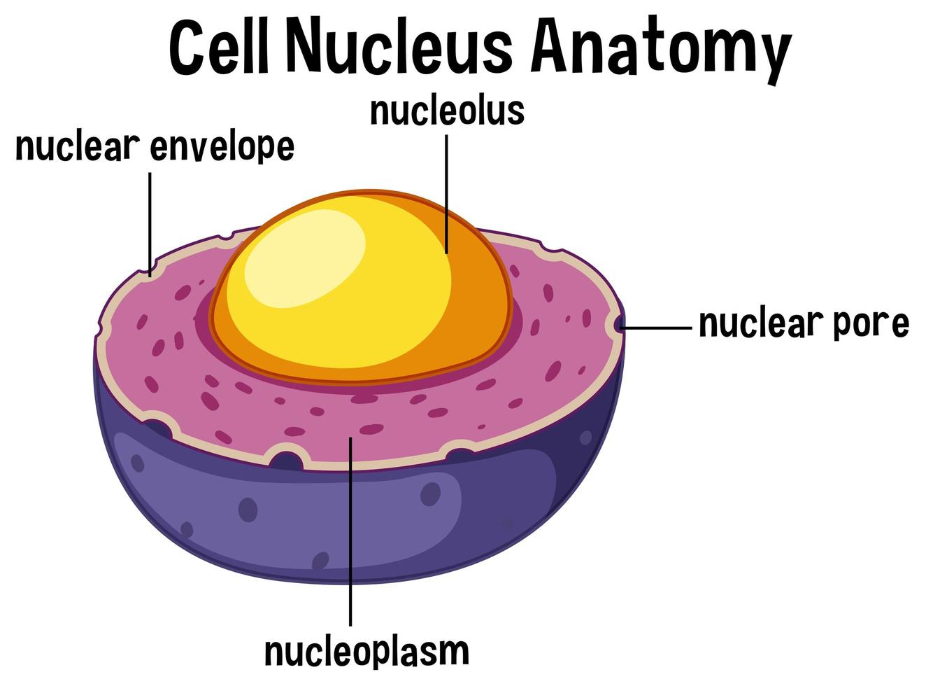 Anatomie du noyau des cellules animales vecteur