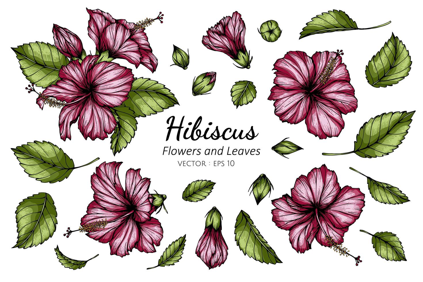 ensemble de fleur d'hibiscus rose et dessin de feuilles vecteur