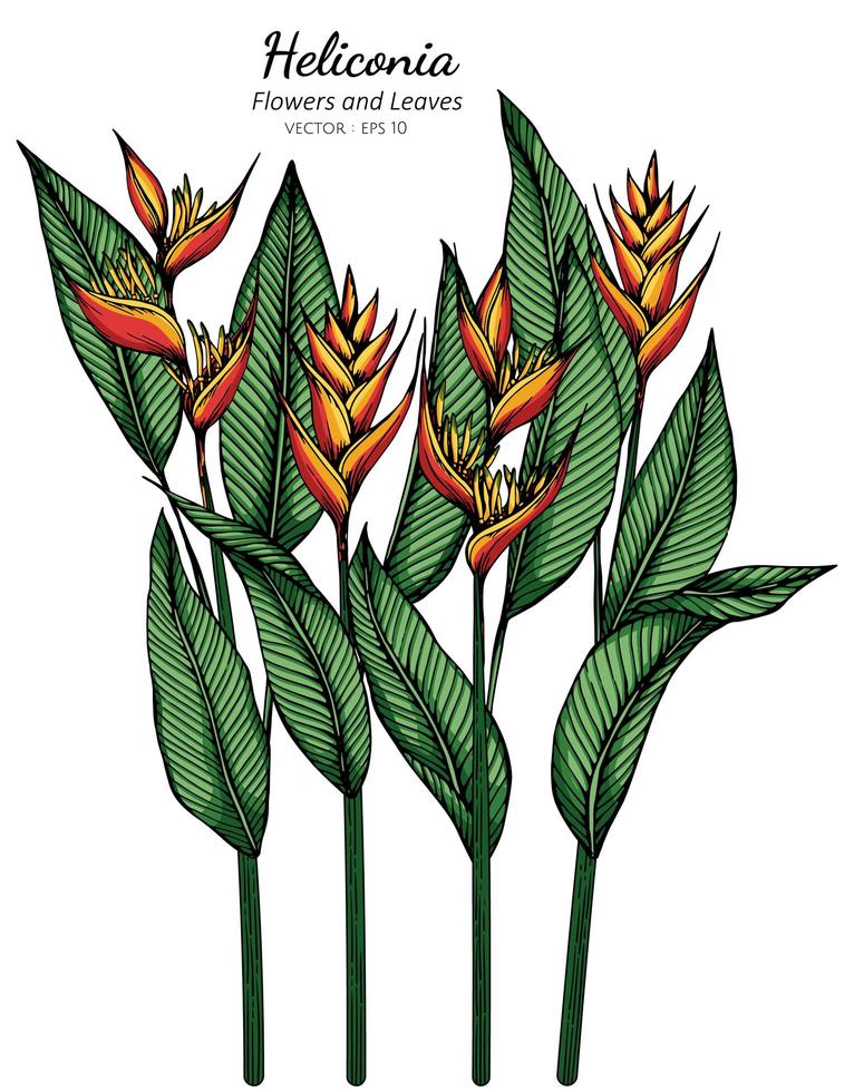 dessin de fleur et feuille heliconia vecteur