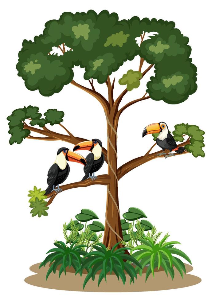 oiseaux toucan debout sur un arbre vecteur