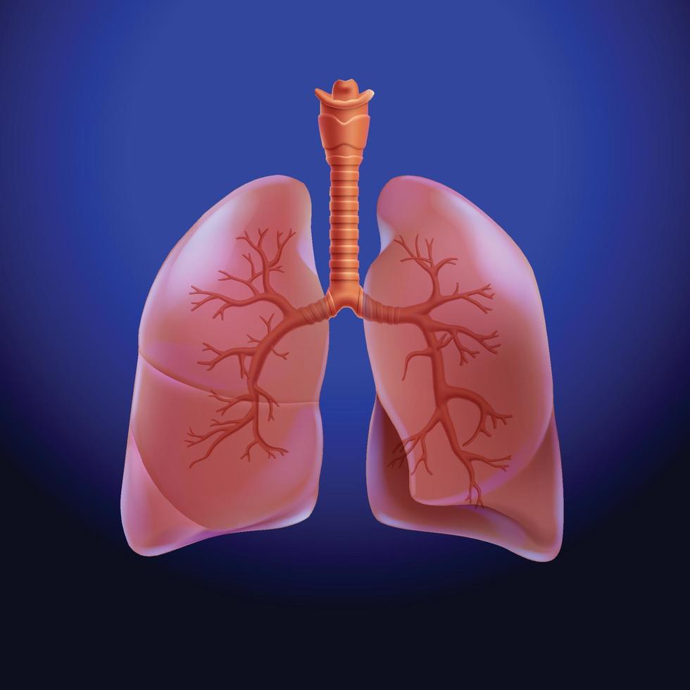 Illustration 3d du poumon humain partiellement transparent pour mettre en évidence les branches respiratoires dans le poumon. vecteur