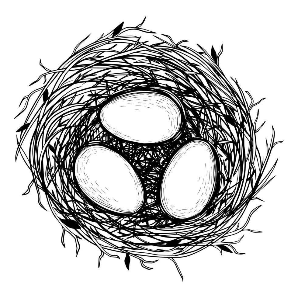 illustration vectorielle de nid dessiné à la main avec des oeufs. vecteur
