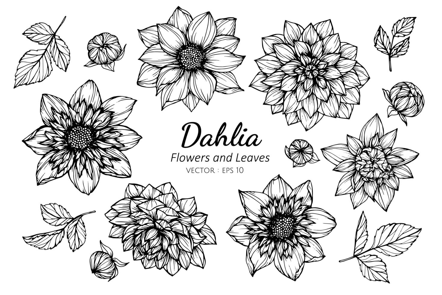 collection de fleurs et de feuilles de dahlia vecteur