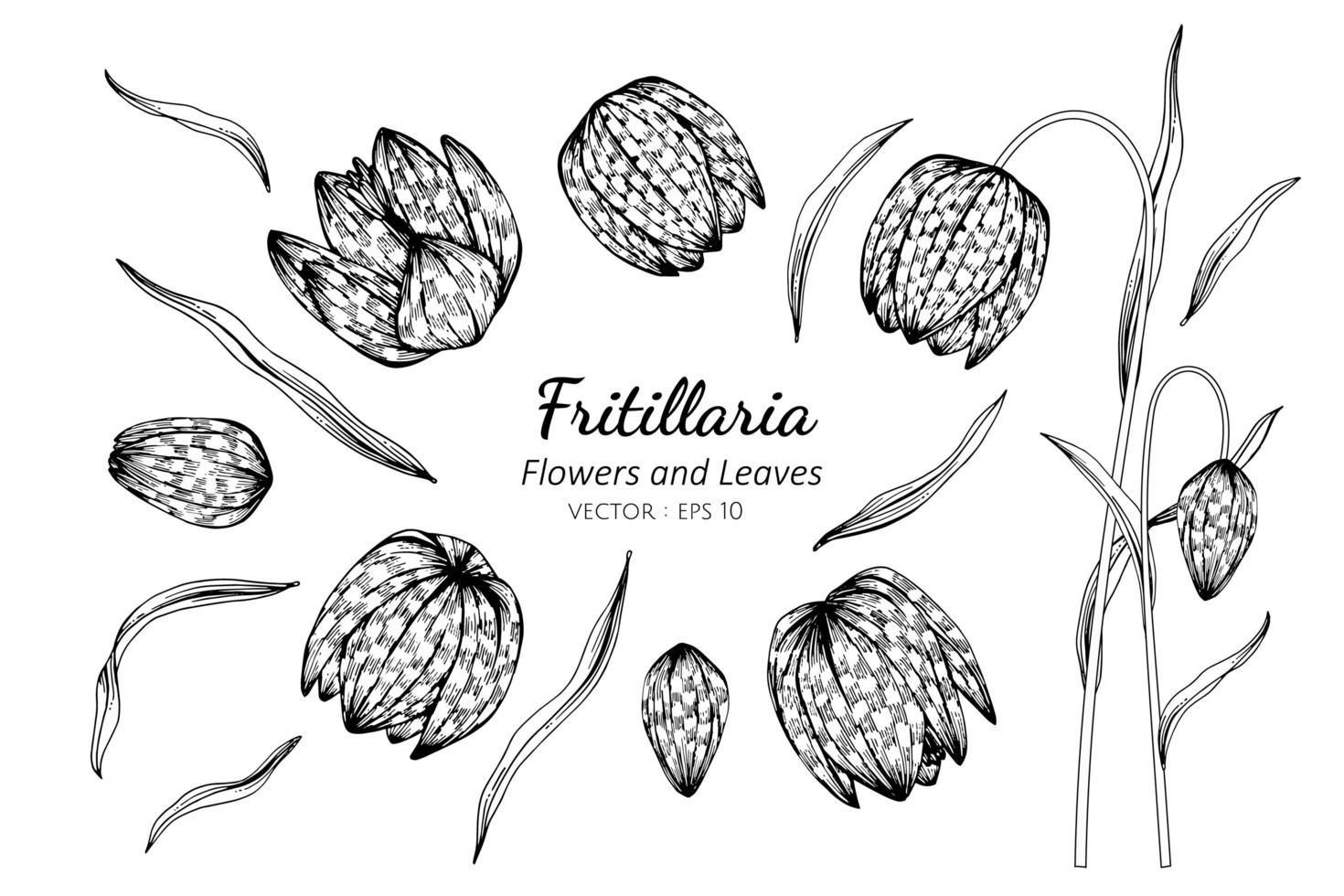 collection de fleurs et de feuilles de fritillaria vecteur
