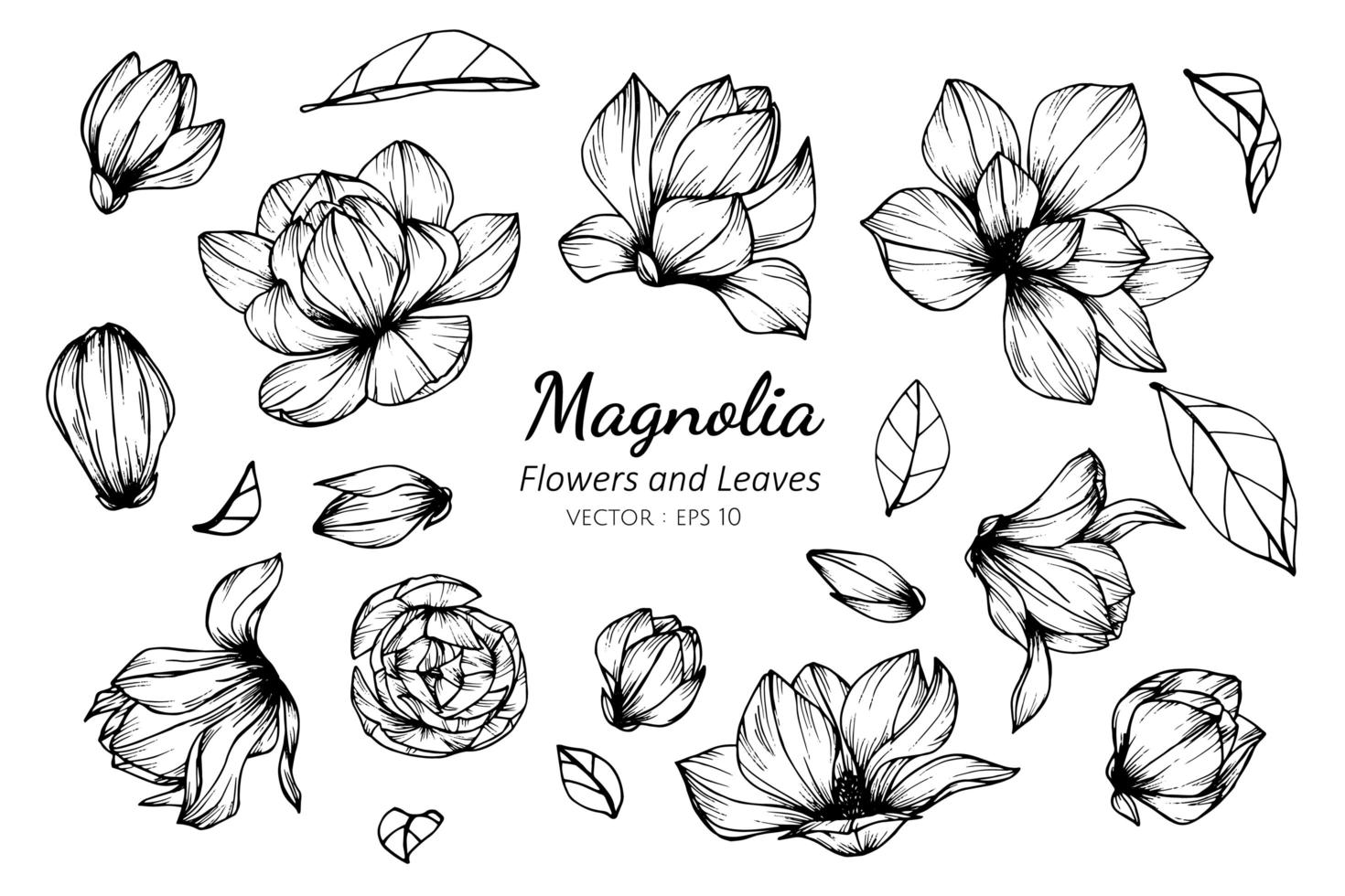 collection de fleurs et de feuilles de magnolia vecteur