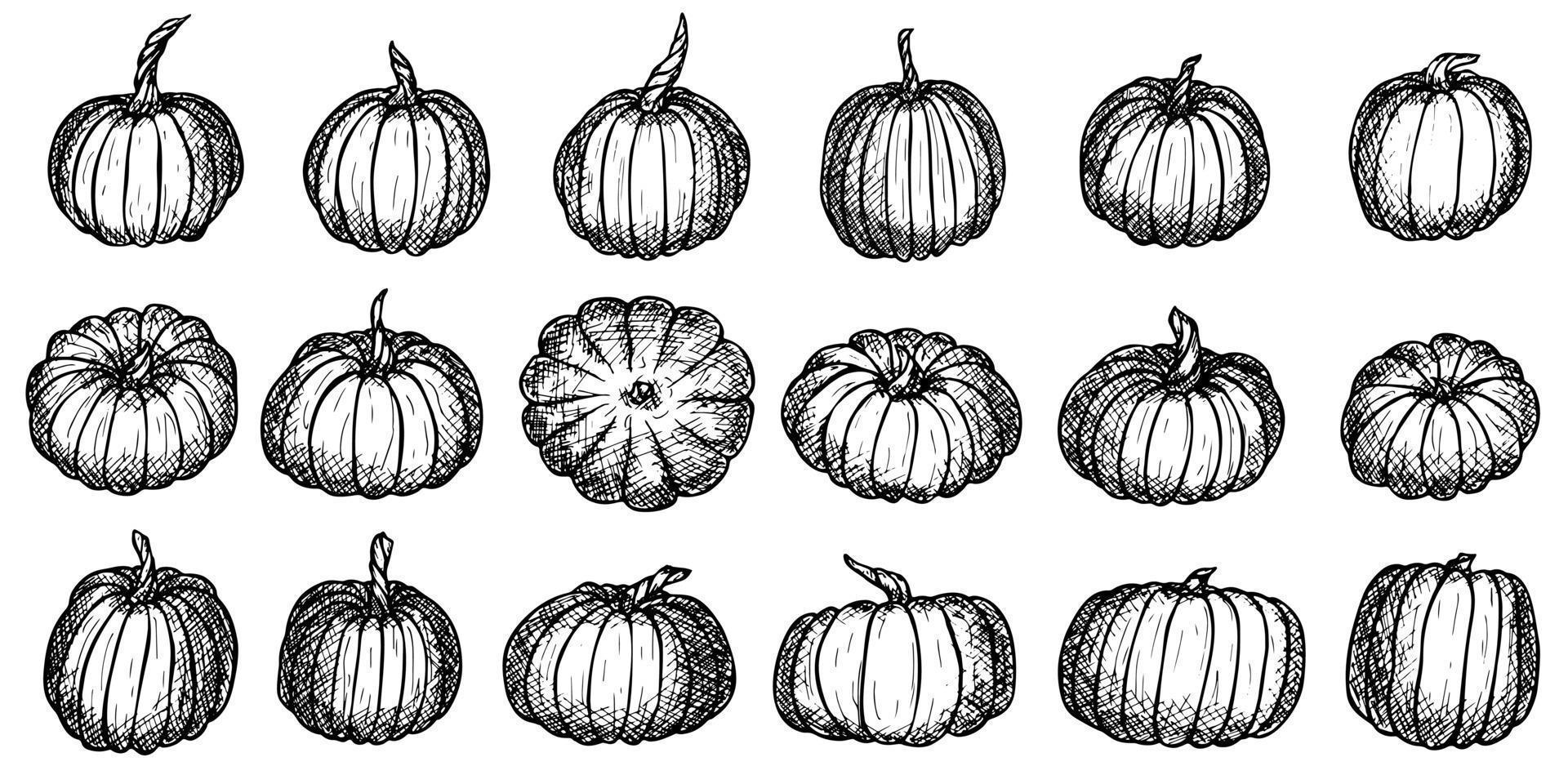 illustration vectorielle dessinée à la main de citrouille. objet isolé sur fond blanc. clipart de récolte de légumes. produit du marché agricole. éléments pour la conception d'automne, la décoration. vecteur