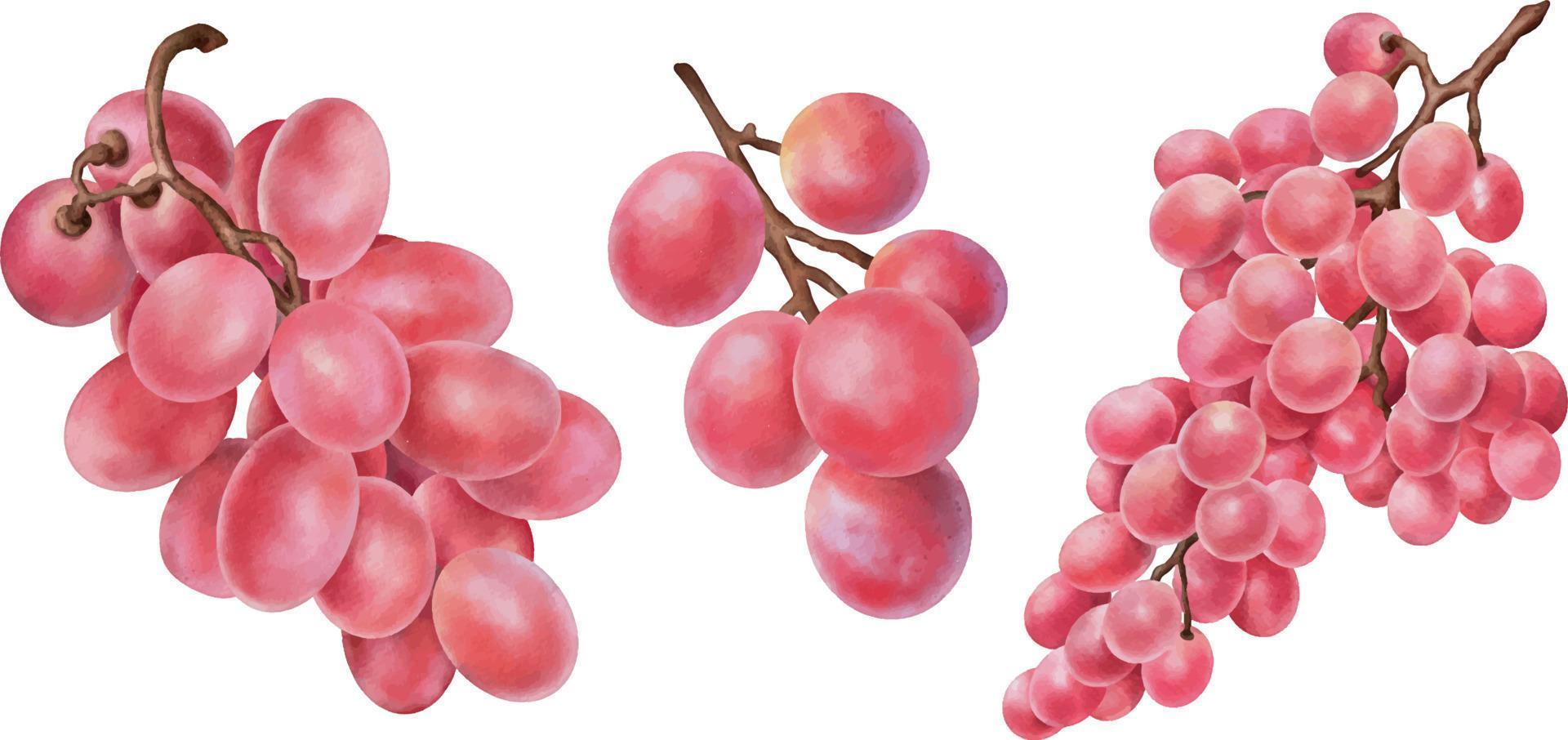 ensemble de clipart de raisins roses aquarelle isolé sur blanc. illustration aquarelle dessinée à la main vecteur
