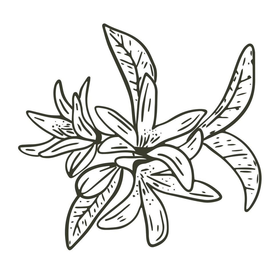 inflorescence de citronnier illustration vectorielle de gravure dessinée à la main vecteur