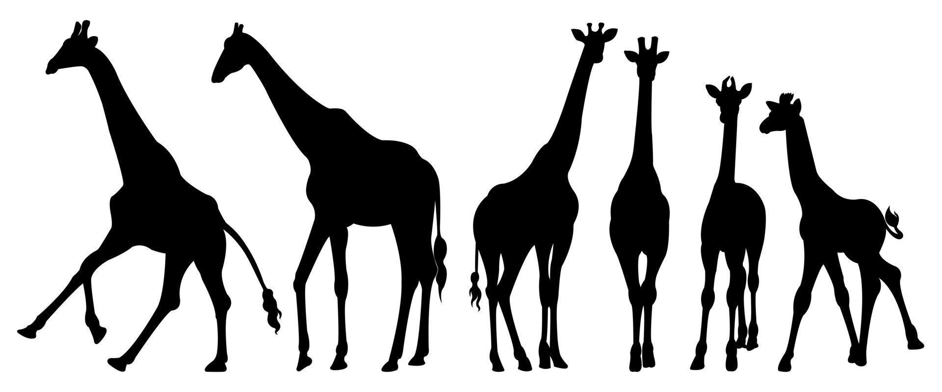 un ensemble de silhouettes vectorielles de girafe isolées sur fond blanc. vecteur