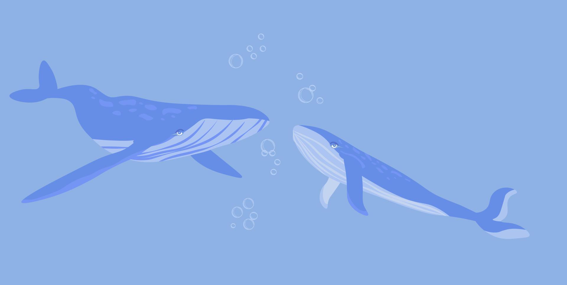 illustration de stock de vecteur de baleines. une paire d'animaux marins au fond de l'océan. baleines à bosse dans l'eau. une bannière horizontale. isolé sur fond bleu.