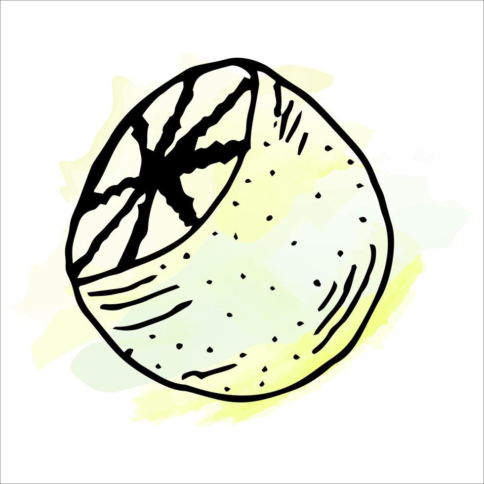 aquarelle de vecteur citron aigre dessiné à la main avec des gouttes d'aquarelle. illustration d'aliments biologiques. eps 10