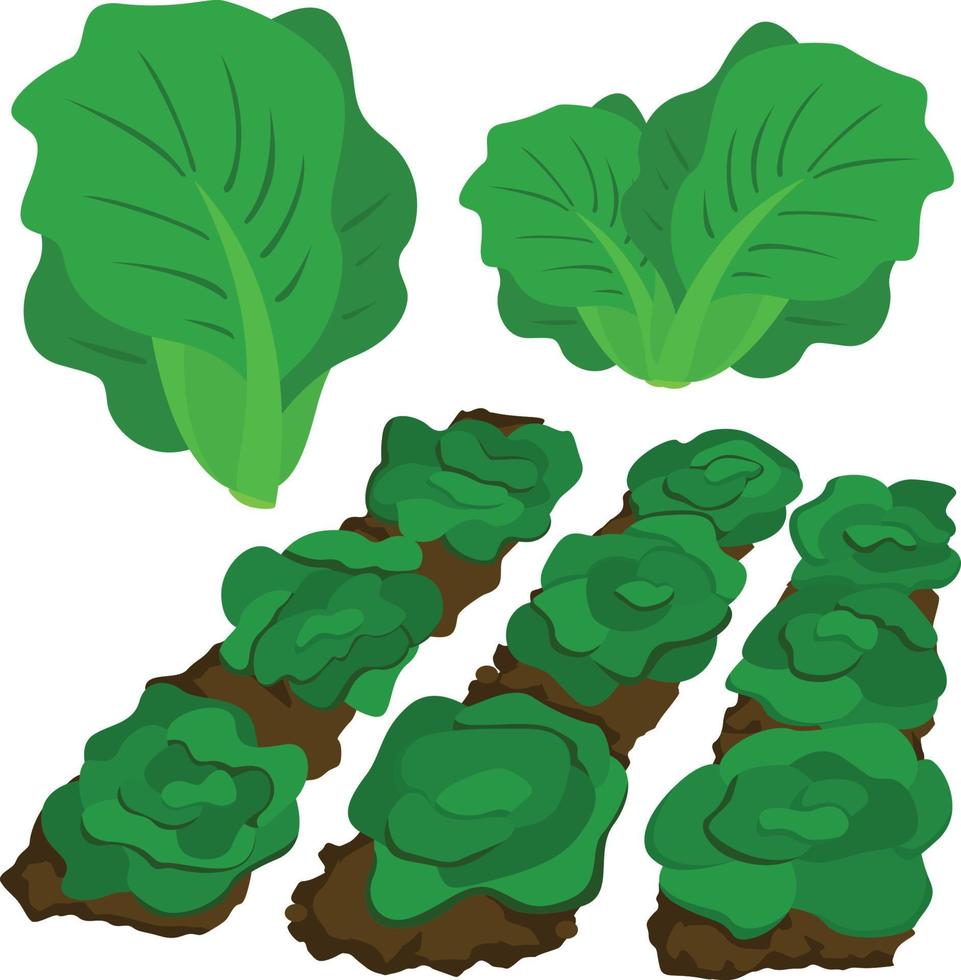 salade de laitue jardin plantation clipart vectoriel