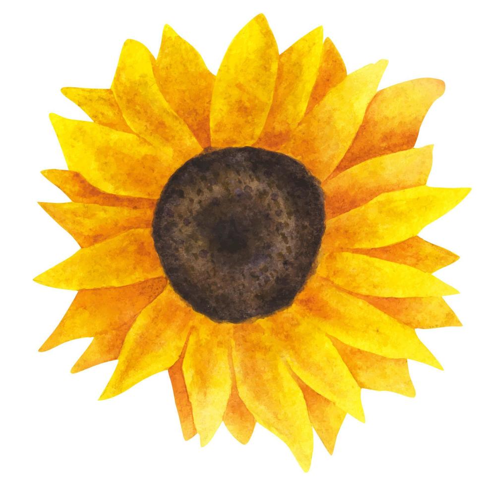 tournesol jaune, aquarelle sur fond blanc. vecteur