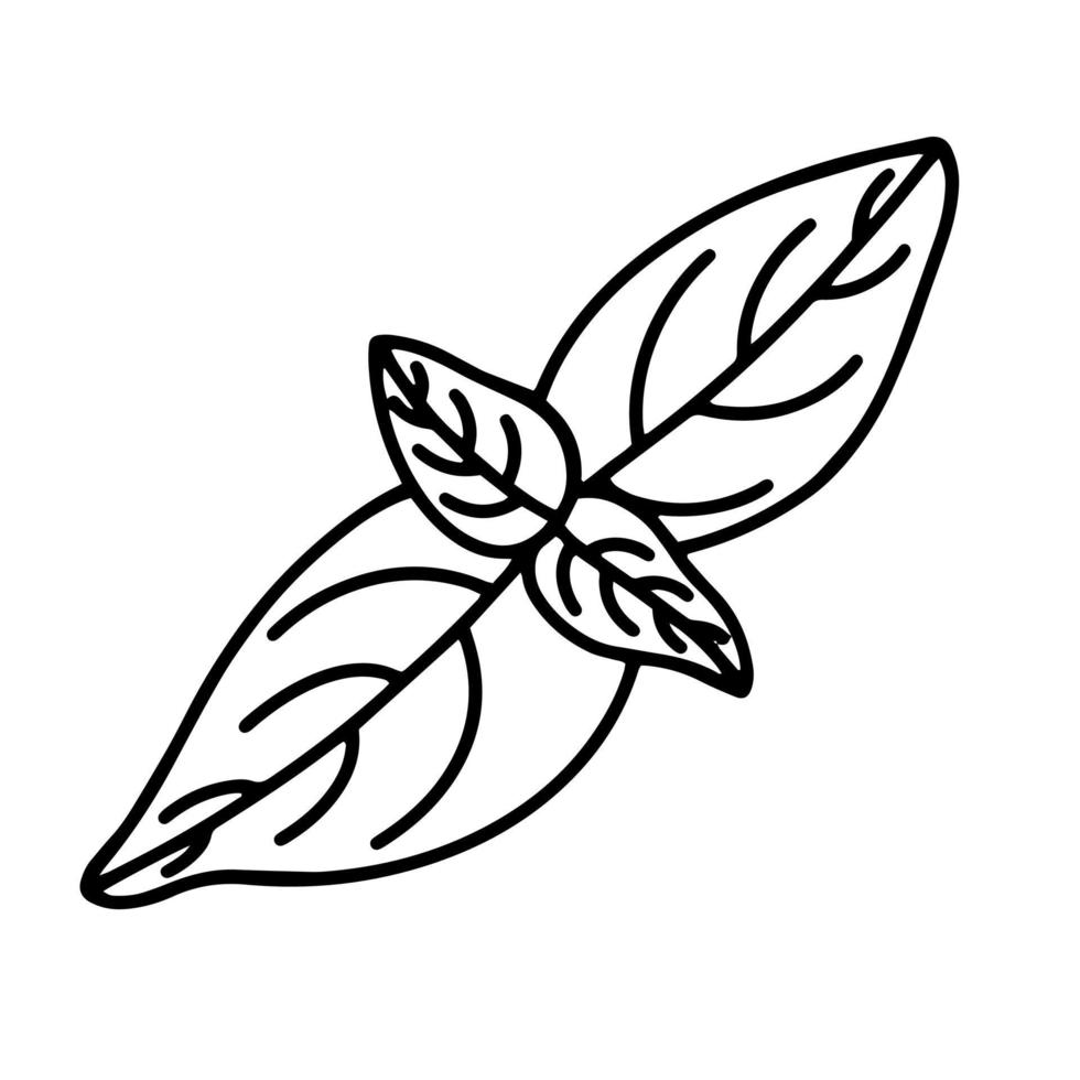 icône de vecteur de feuilles de basilic. illustration isolée d'une plante sur fond blanc. contour noir d'un basilic, doodle. ligne dessinée à la main, croquis