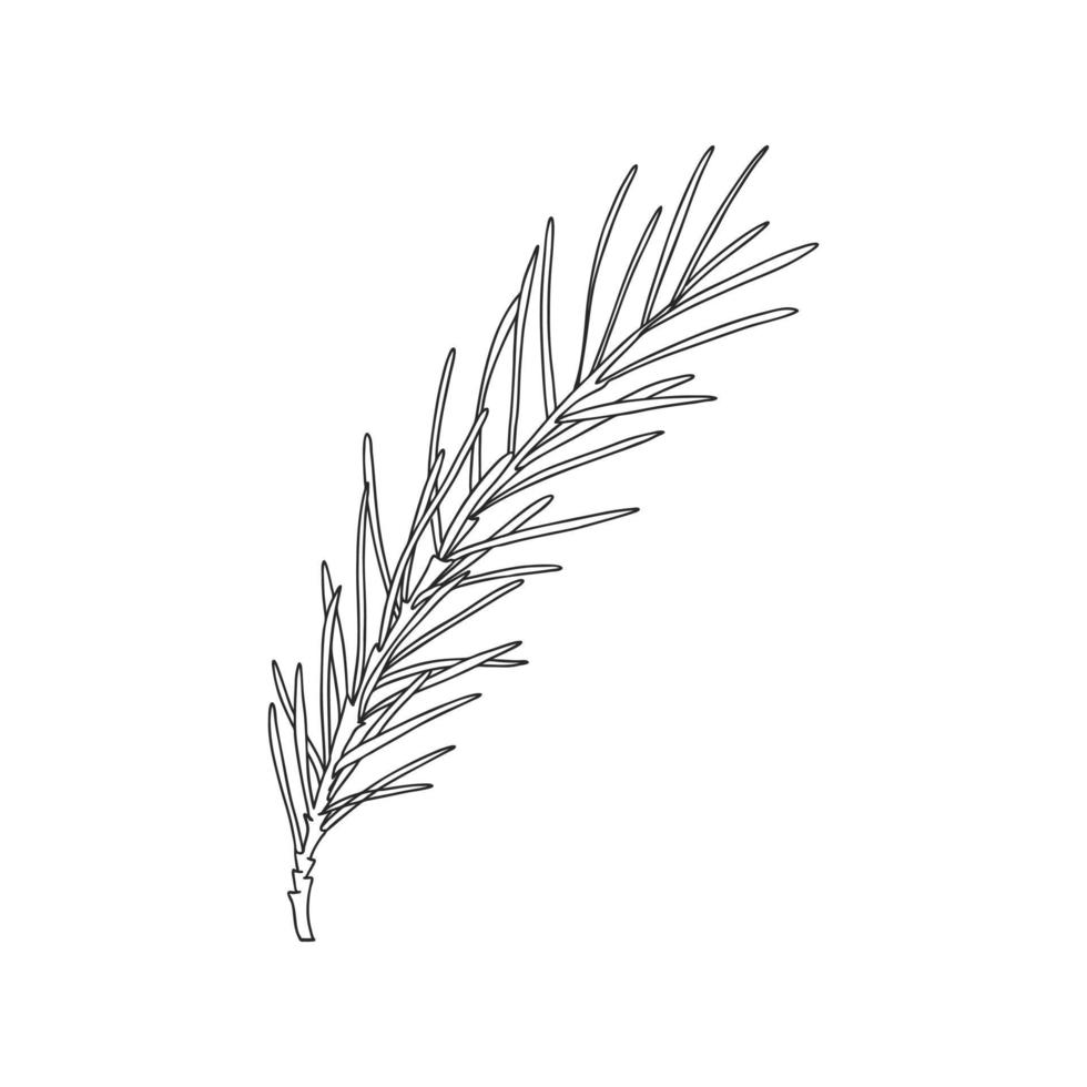 un brin de romarin avec des feuilles sur la tige. élément de design botanique pour décorer les menus et les recettes. simple illustration vectorielle noir et blanc dessinée à la main, isolée sur fond blanc. vecteur