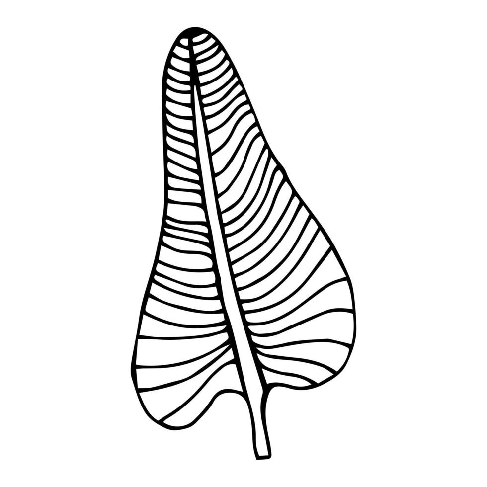 congé de palmier tropical dans le style de croquis, illustration vectorielle isolée. congé de palmier dans un style de doodle linéaire. impression minimaliste botanique de feuilles exotiques, conception de croquis. vecteur