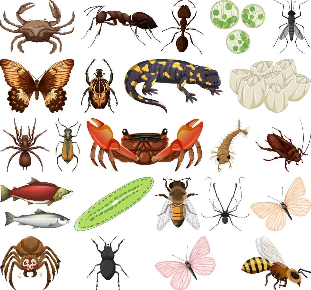 différents types d'insectes et d'animaux sur fond blanc vecteur