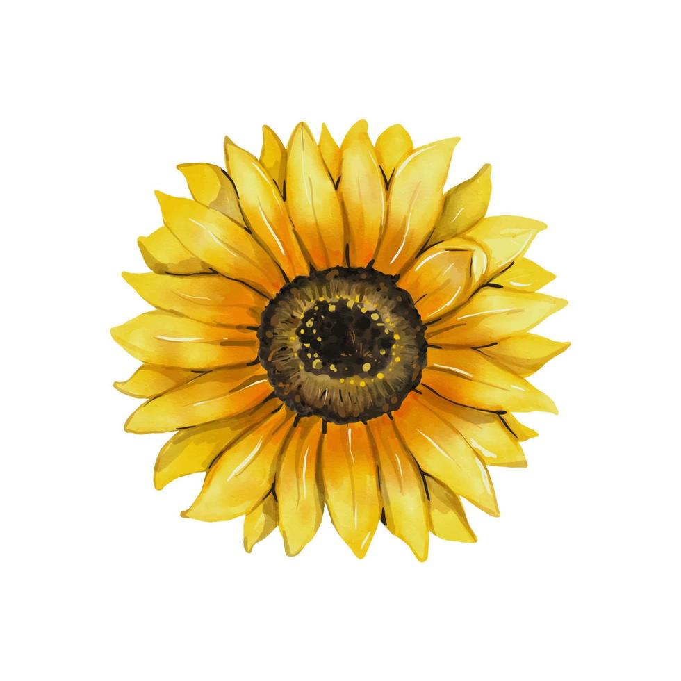 dessin à l'aquarelle de tournesol. fleur jaune isolé sur fond blanc. illustration vectorielle floral dessiné à la main vecteur