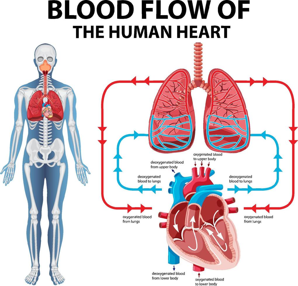 schéma montrant le flux sanguin du cœur humain vecteur