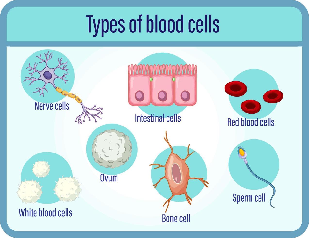 type de cellules sanguines vecteur