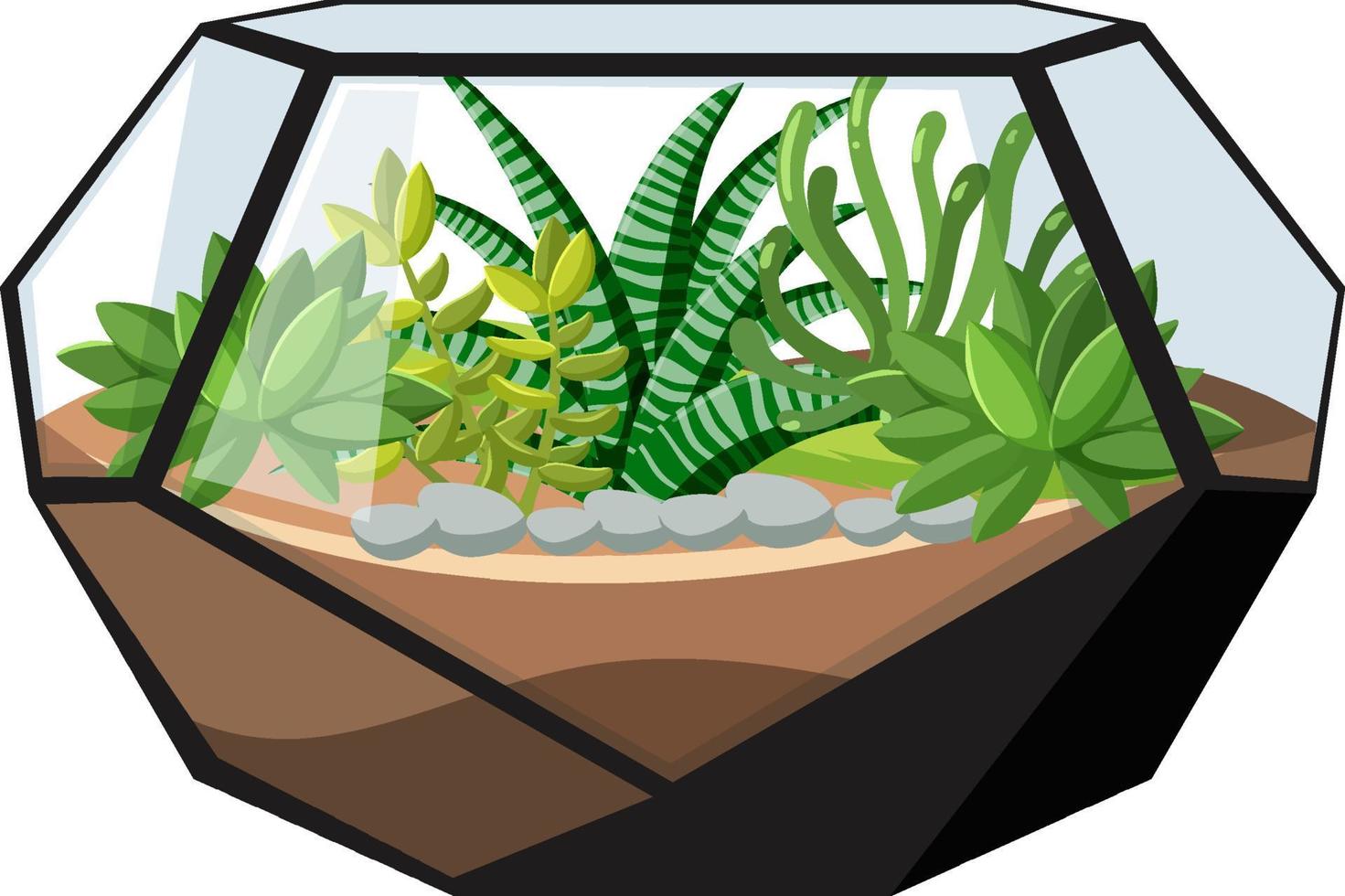 jolis terrariums géométriques en verre avec plantes succulentes sur fond blanc vecteur