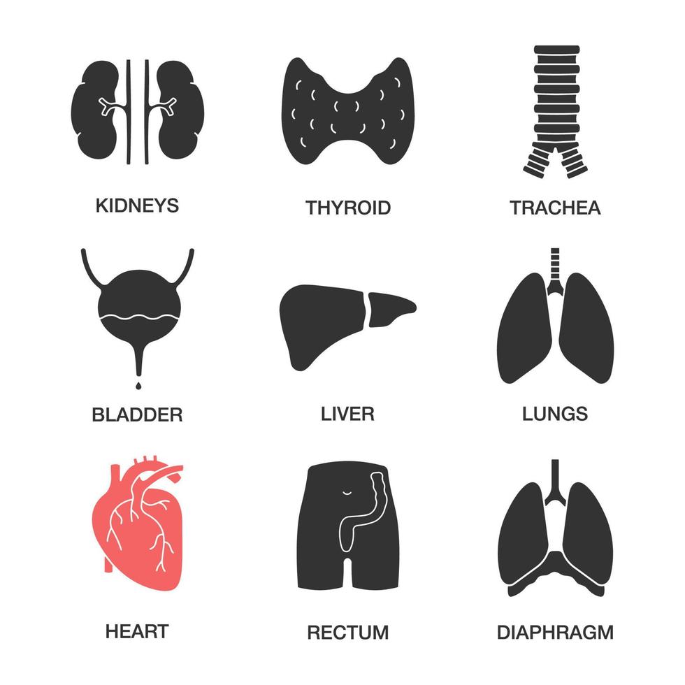ensemble d'icônes de glyphe d'organes internes humains. reins, thyroïde, trachée, vessie, foie, poumons, cœur, rectum, diaphragme. symboles de silhouettes. illustration vectorielle isolée vecteur