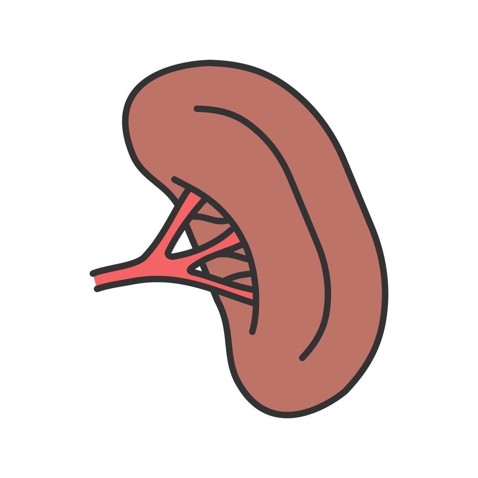 icône de couleur de rate humaine. organe du système lymphatique. illustration vectorielle isolée vecteur