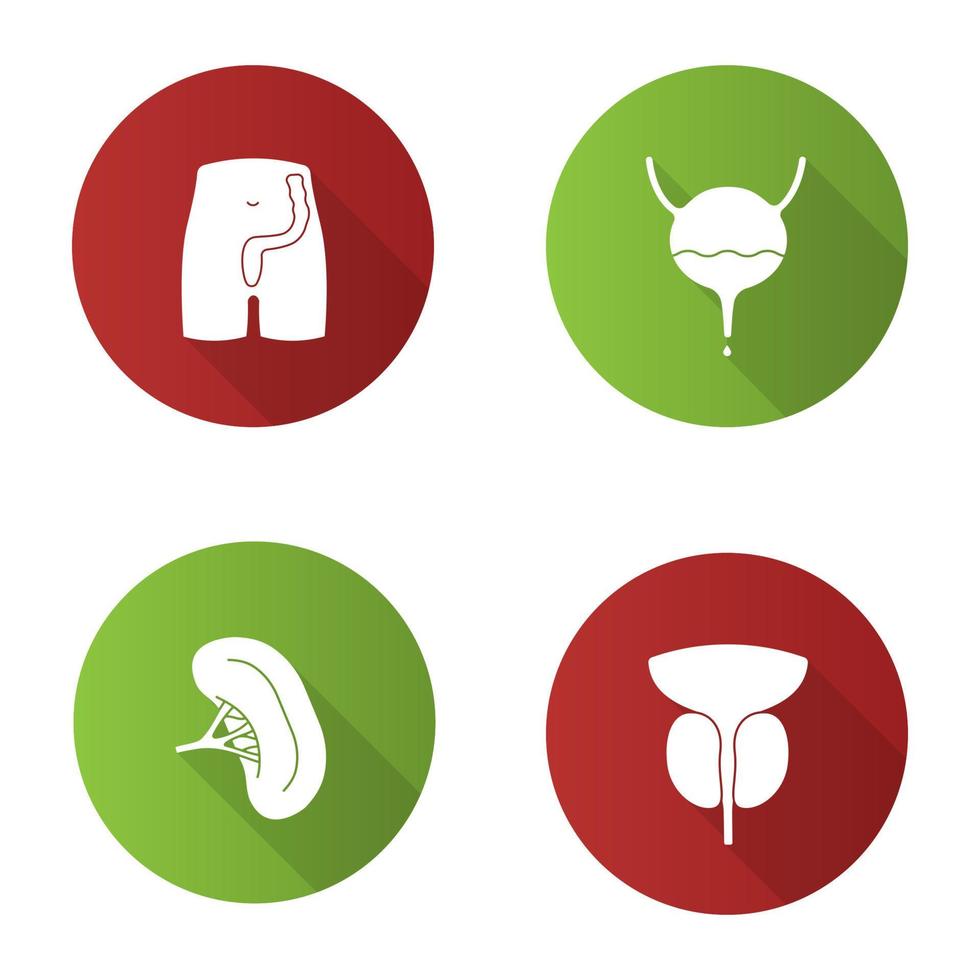 ensemble d'icônes de glyphe d'ombre longue de conception plate d'organes internes. rectum et anus, vessie, rate, prostate. illustration vectorielle silhouette vecteur