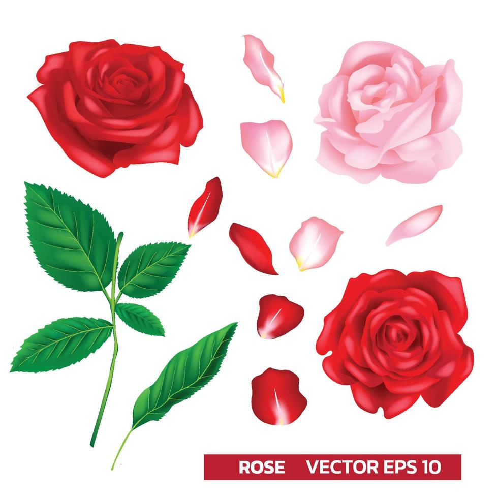 rose vecteur vecteur réaliste floral. ensemble de rouge et rose avec feuille isolé sur fond blanc.