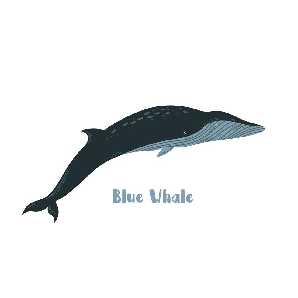 baleine bleue de vecteur. illustration de dessin animé sur fond blanc pour autocollant, design vecteur