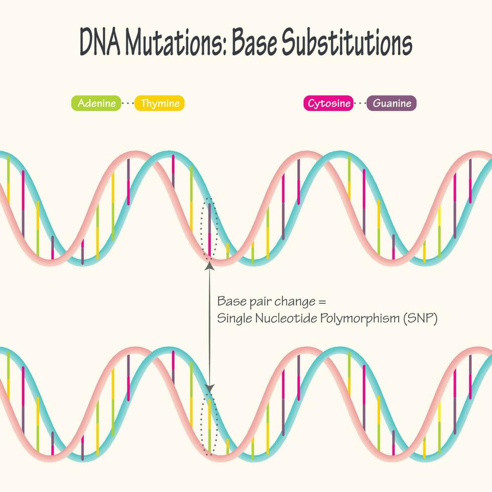 diagramme de la mutation de l'adn par polymorphisme d'un seul nucléotide vecteur