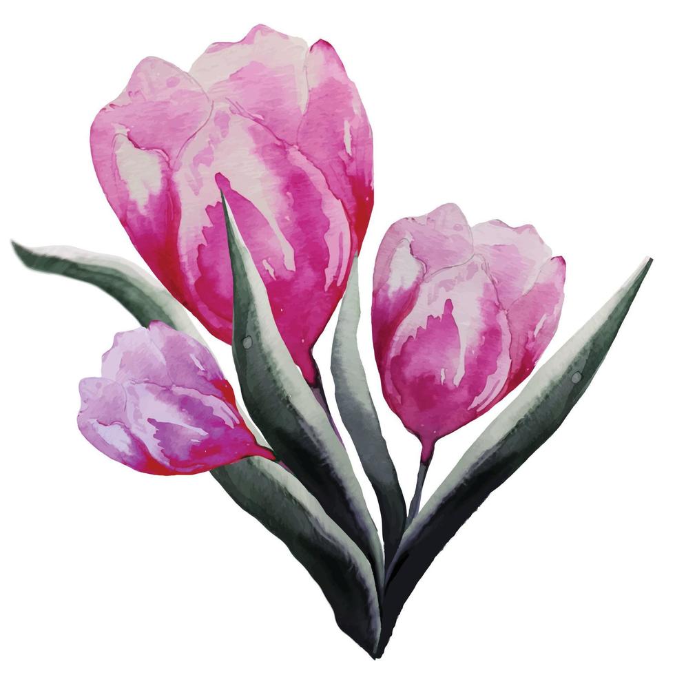 bouquet de fleur de tulipe rose en fleurs avec des feuilles illustration aquarelle, vecteur