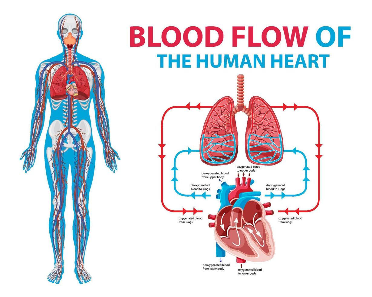 schéma montrant le flux sanguin dans le cœur humain vecteur