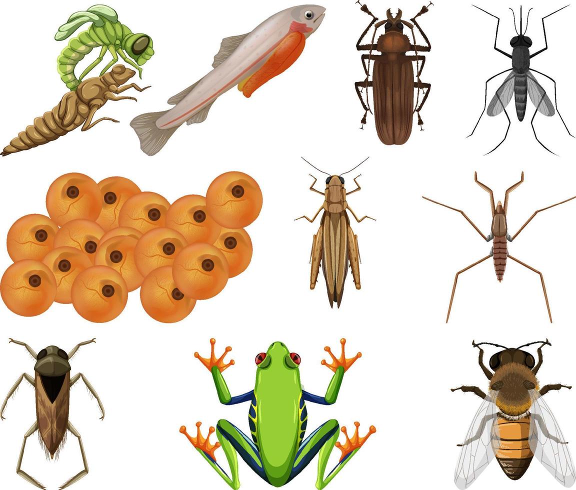 différents types d'insectes et d'animaux sur fond blanc vecteur