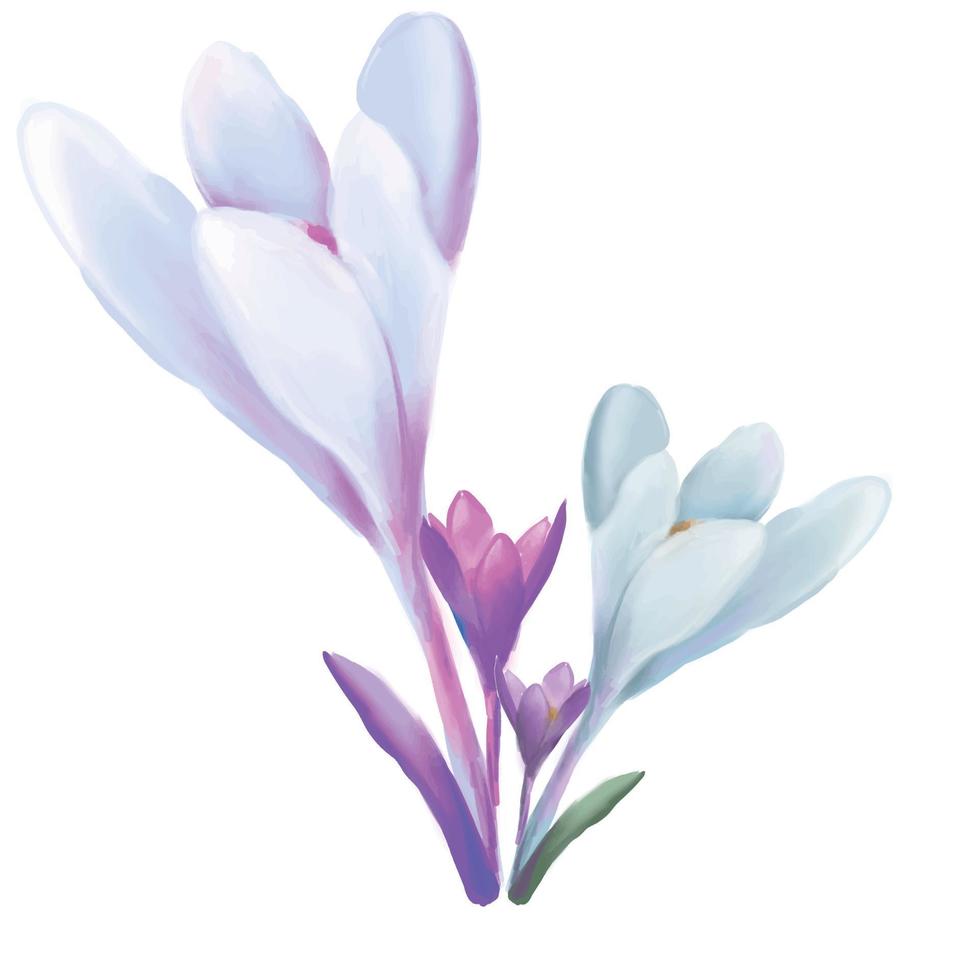 fleur de crocus en fleurs. concept de carte de voeux de safran planté pour la fête des mères, pâques, mariage. vecteur