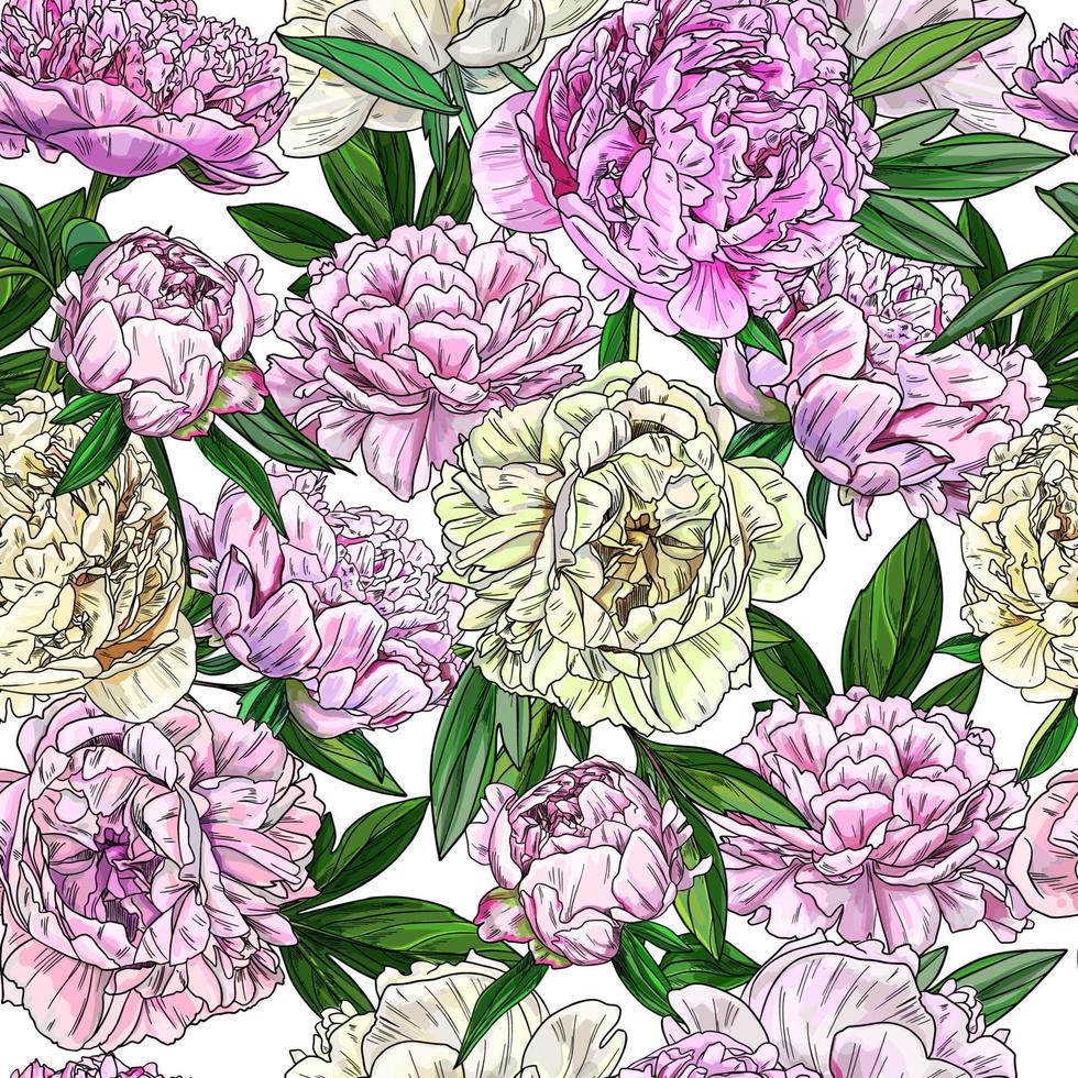 pivoines roses, motif sans couture, croquis en couleur vecteur