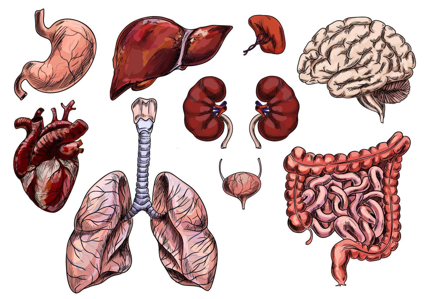 ensemble d'organes humains, coeur, cerveau, estomac, foie, rein vecteur