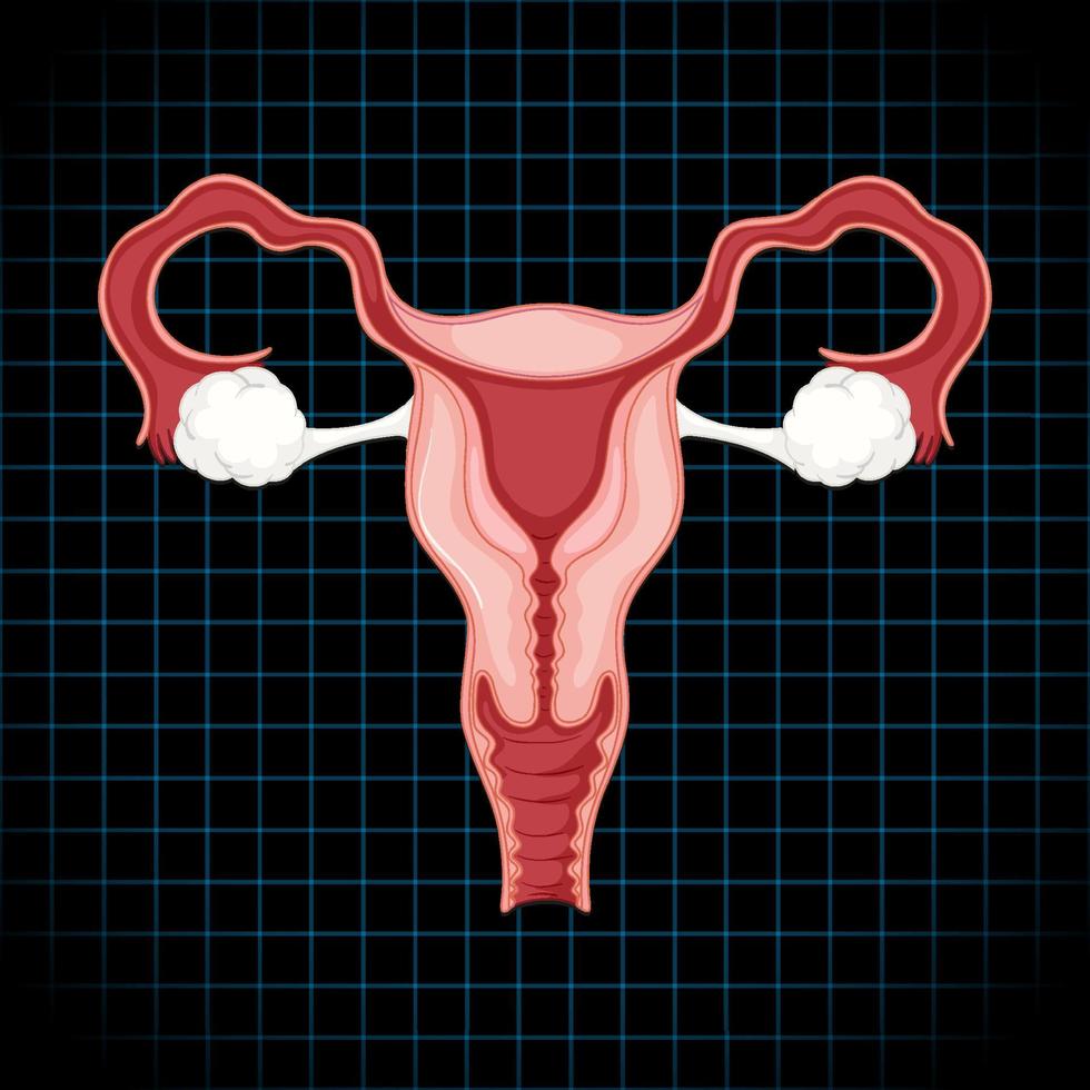 organe interne humain avec utérus vecteur