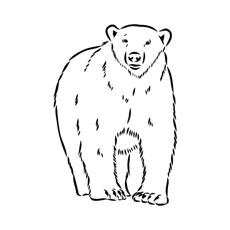 croquis de vecteur d'ours polaire