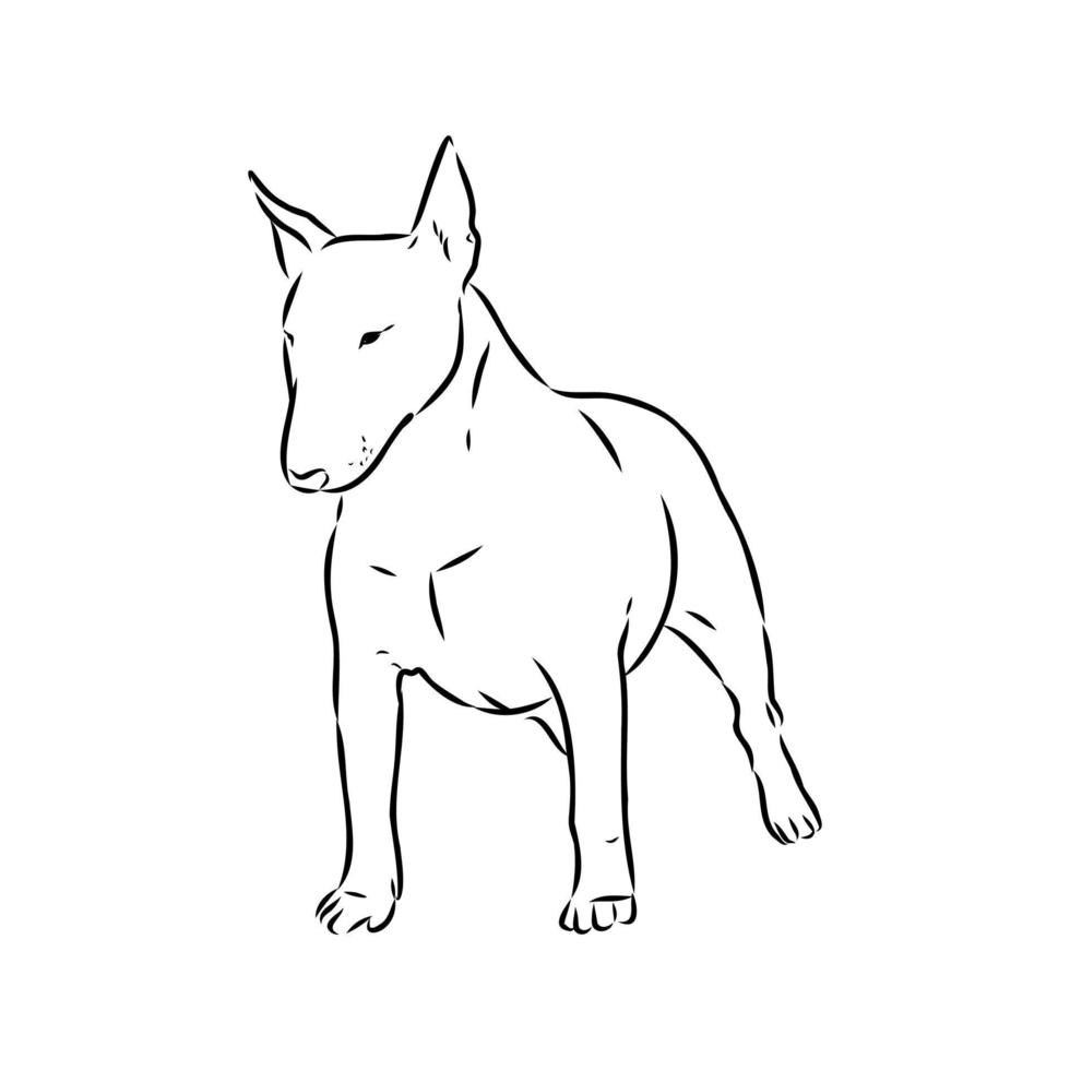 croquis de vecteur de bull-terrier