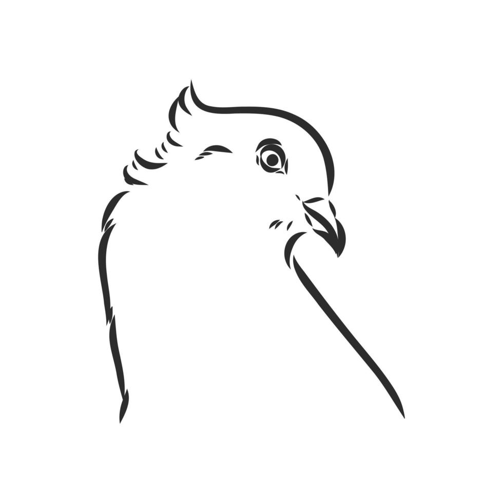 croquis de vecteur de pigeon de race pure