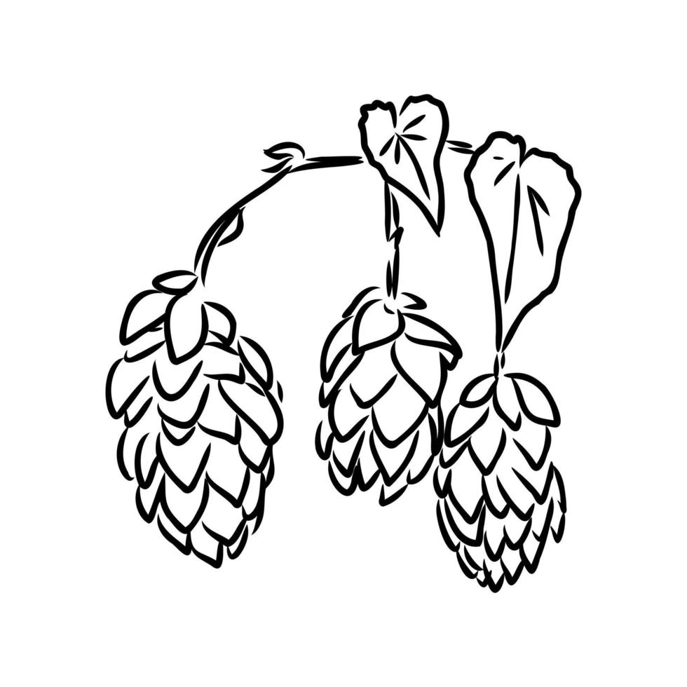 croquis de vecteur de houblon