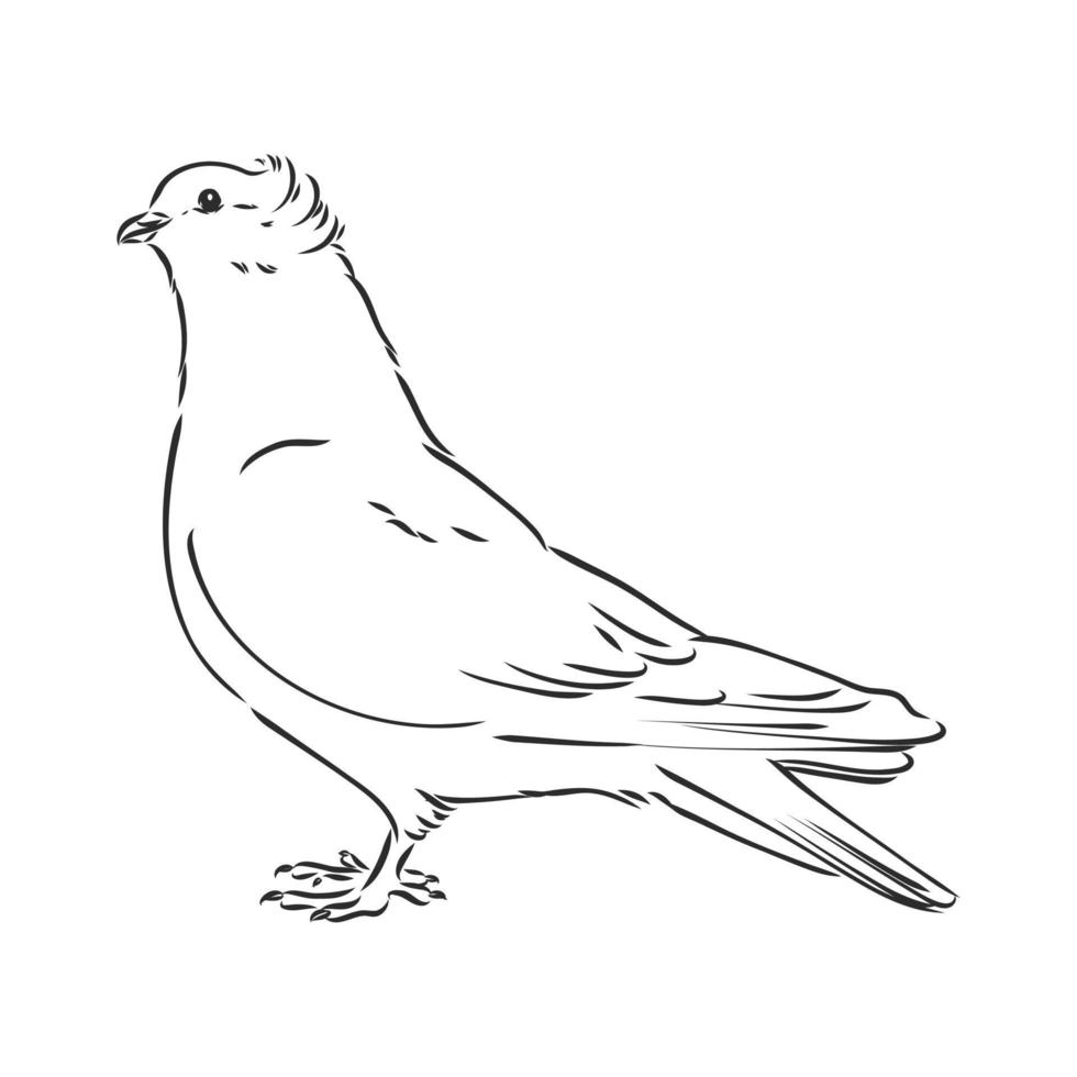 croquis de vecteur de pigeon de race pure