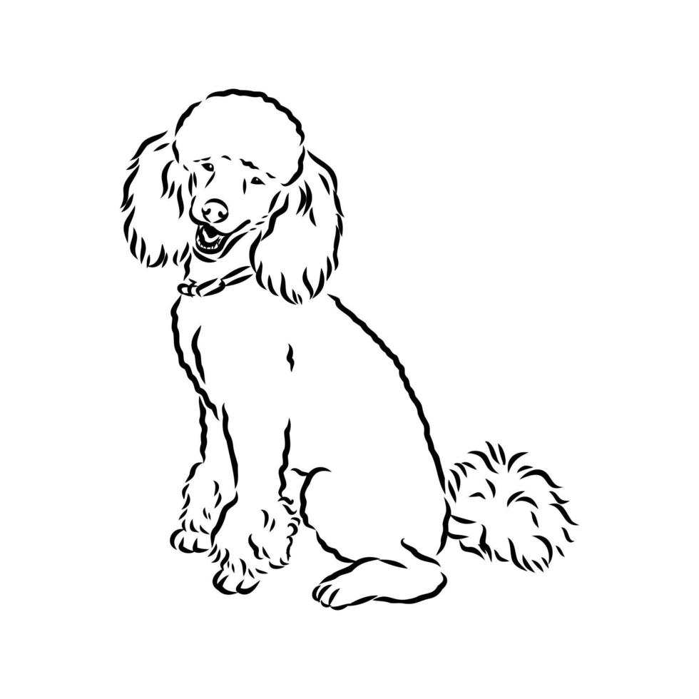 croquis de vecteur de chien caniche