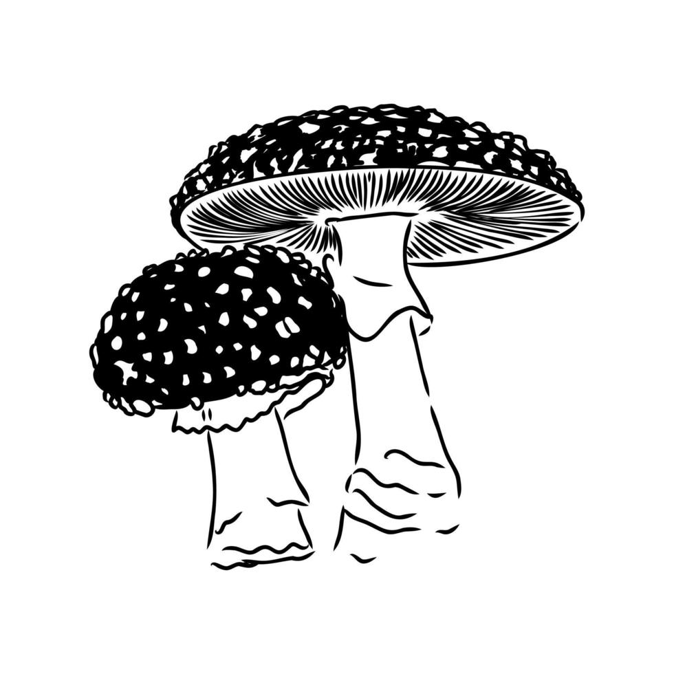 croquis de vecteur d'agaric de mouche