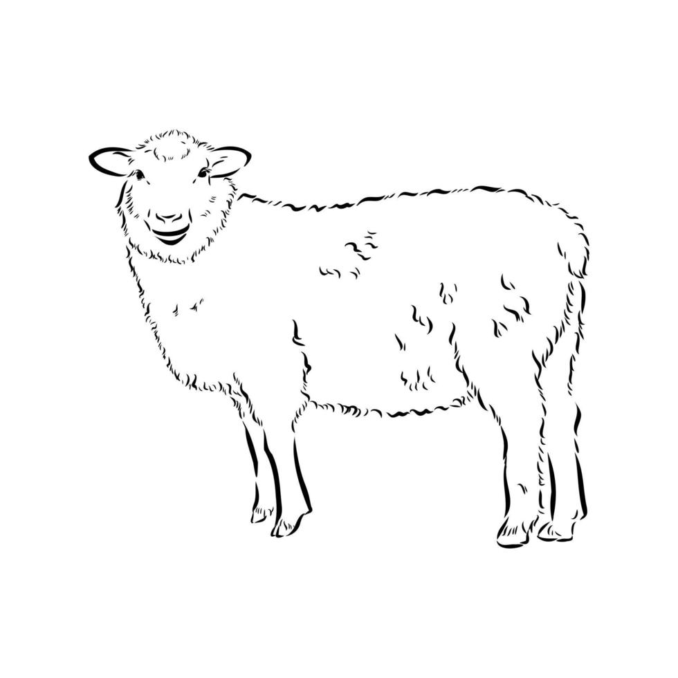 croquis de vecteur de moutons