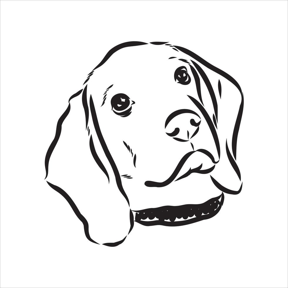 croquis de vecteur de chien beagle